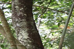 Diospyros bourdillonii